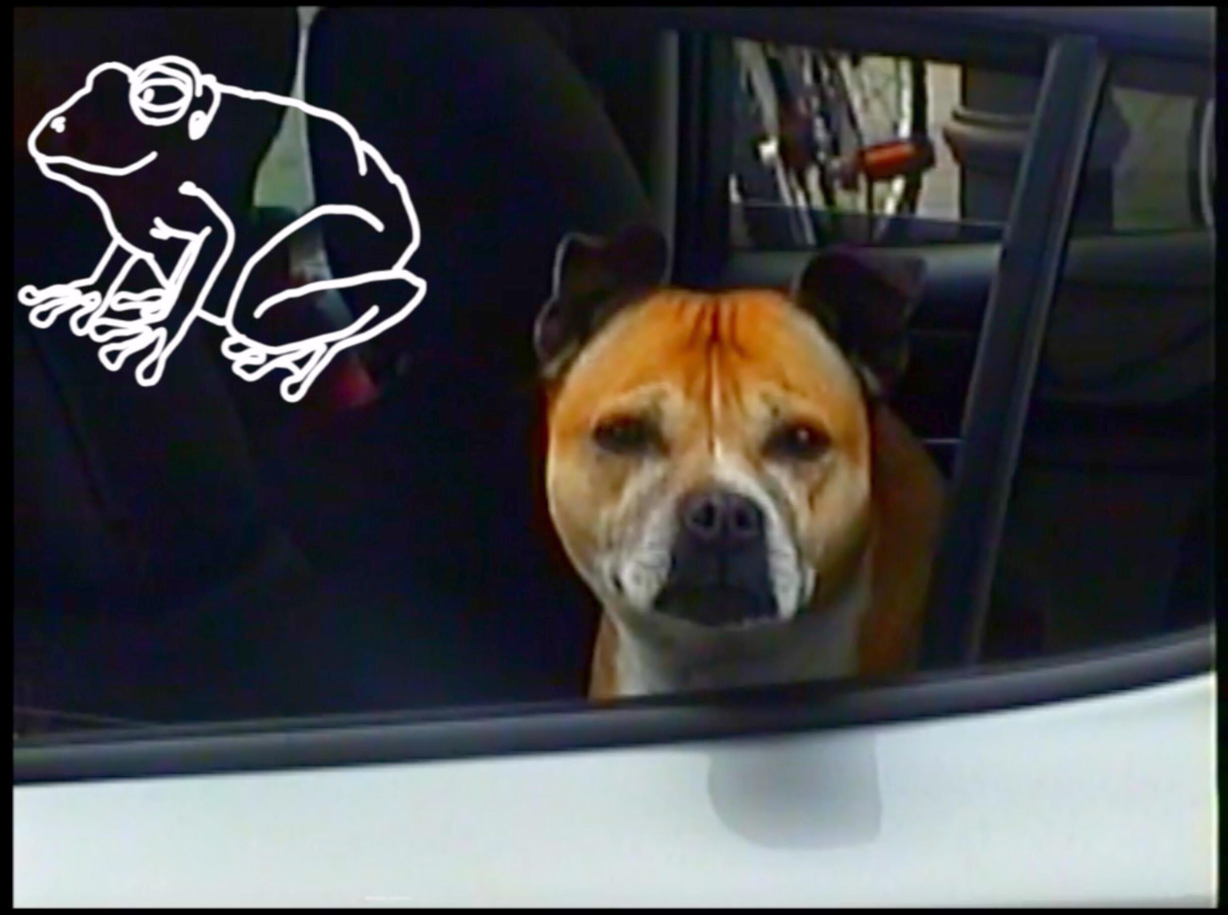 Video Still from 'The Dog Who Became a Frog' AEMI Spirit Messages International Tour